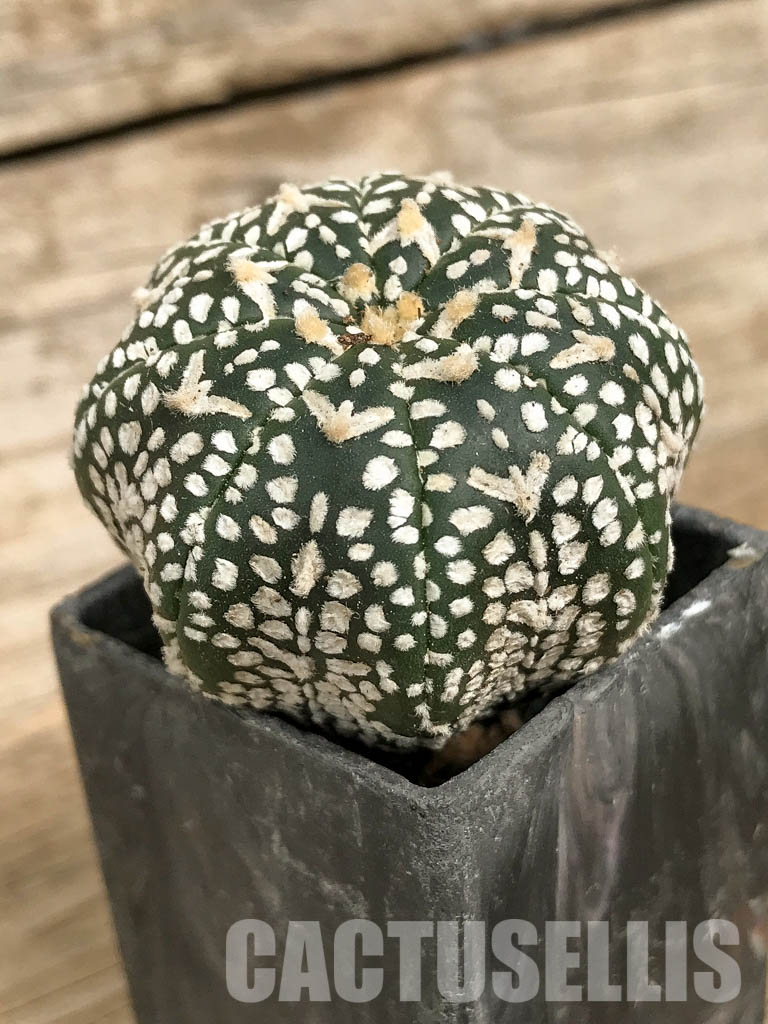 SH7001 Astrophytum asterias cv. Superkabuto V type - Image 2