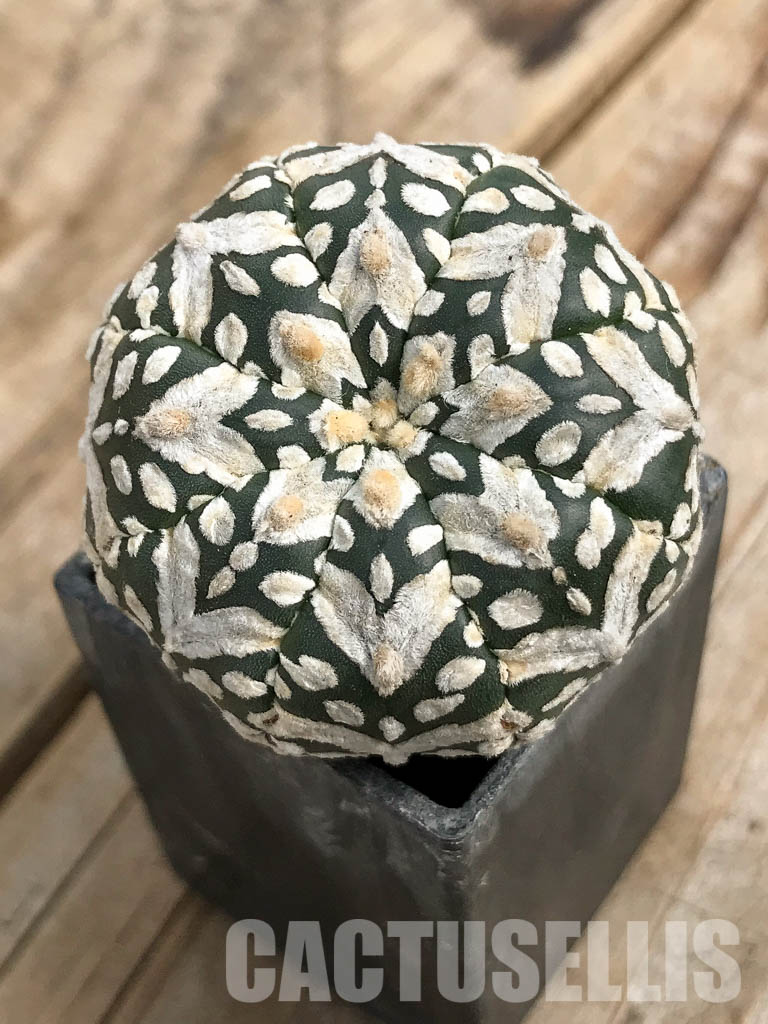 SH7004 Astrophytum asterias cv. Superkabuto V type