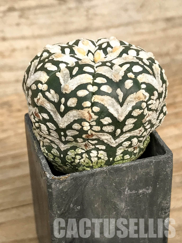 SH7004 Astrophytum asterias cv. Superkabuto V type - Image 2