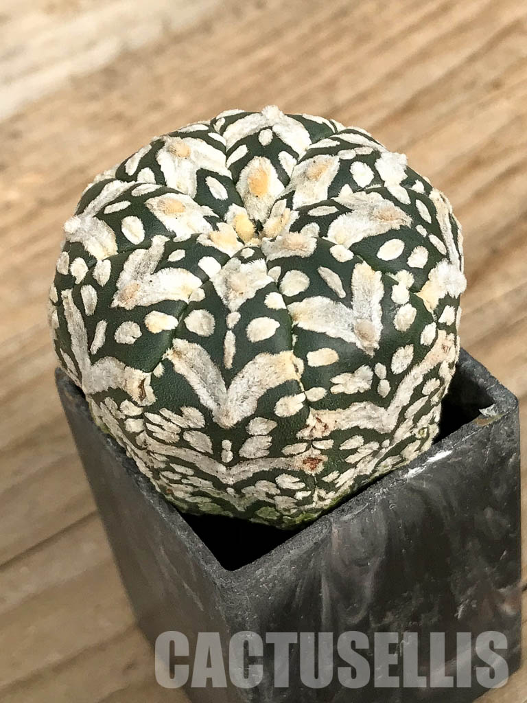 SH7004 Astrophytum asterias cv. Superkabuto V type - Image 3