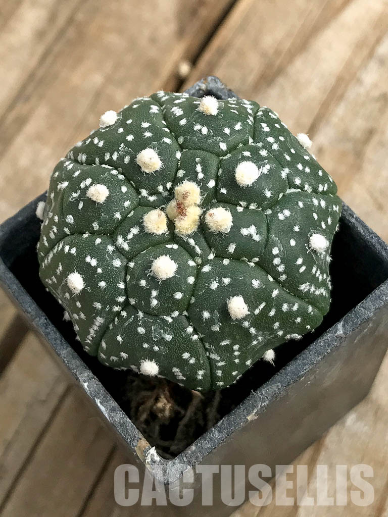 SH7006 Astrophytum asterias cv. Kikko