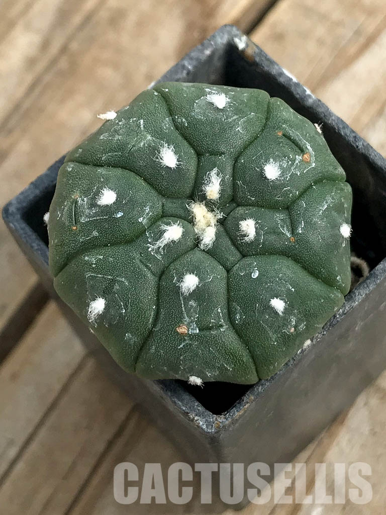 SH7007 Astrophytum asterias cv. Kikko