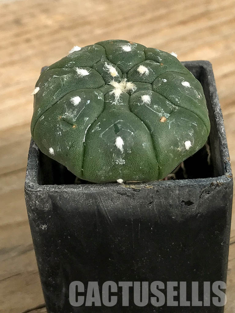 SH7007 Astrophytum asterias cv. Kikko - Image 2