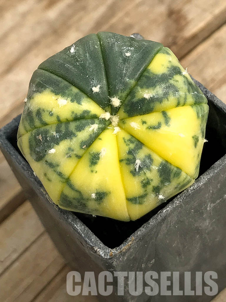 SH7009 Astrophytum asterias f. variegata