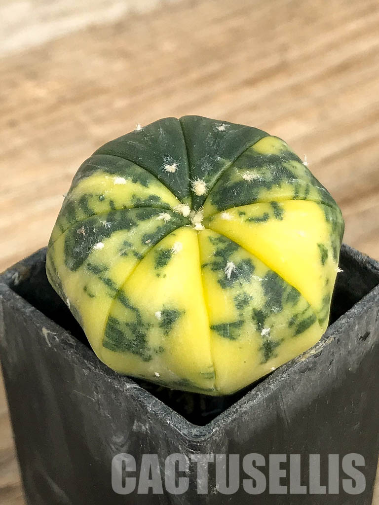 SH7009 Astrophytum asterias f. variegata - Image 2