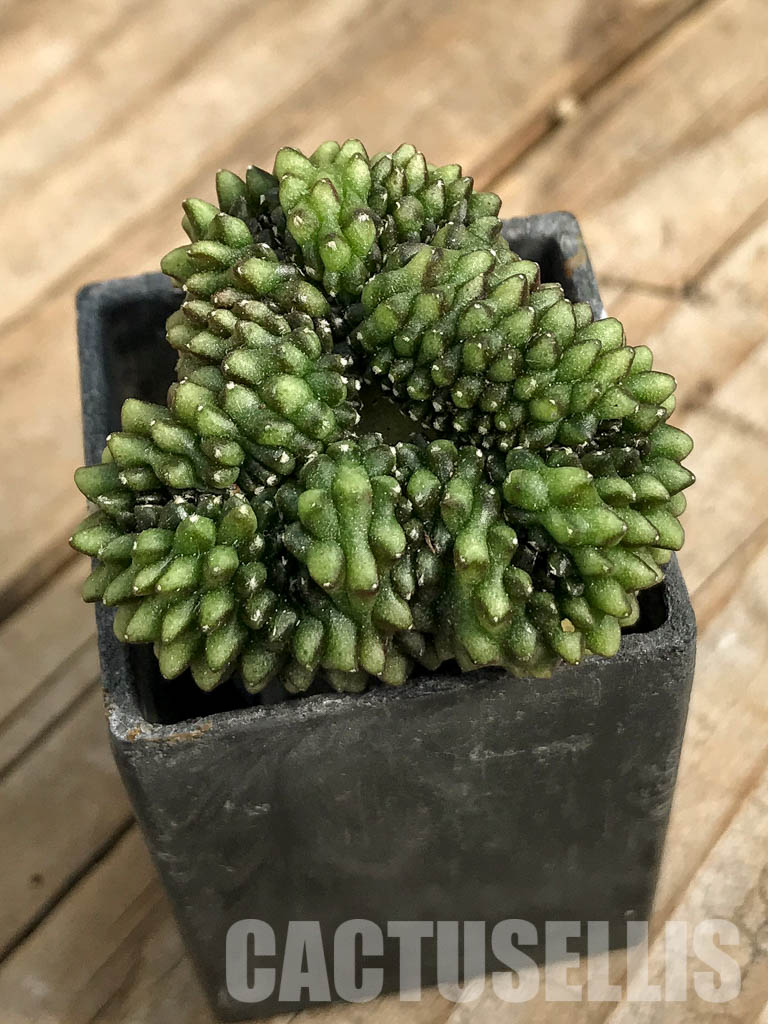 SH7010 Gymnocalycium hybrid ‘inermis’ f. cristata