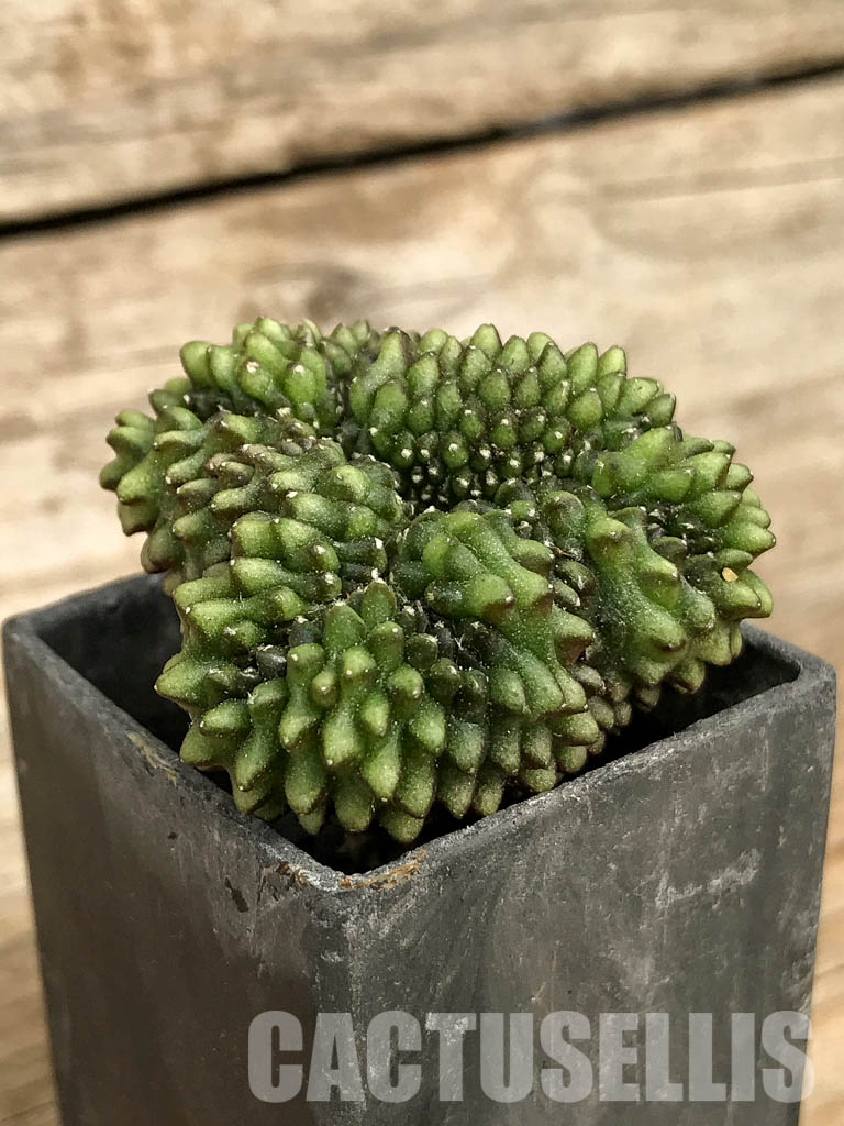 SH7010 Gymnocalycium hybrid ‘inermis’ f. cristata - immagine 2
