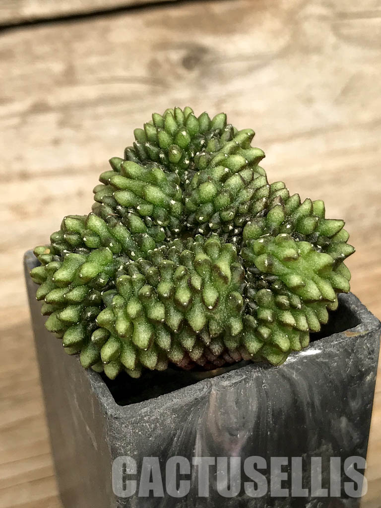 SH7010 Gymnocalycium hybrid ‘inermis’ f. cristata - immagine 3