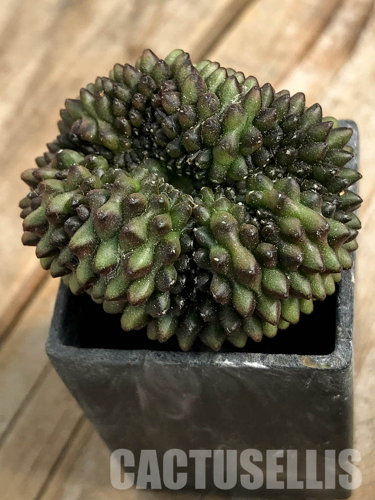 SH7010 Gymnocalycium hybrid ‘inermis’ f. cristata