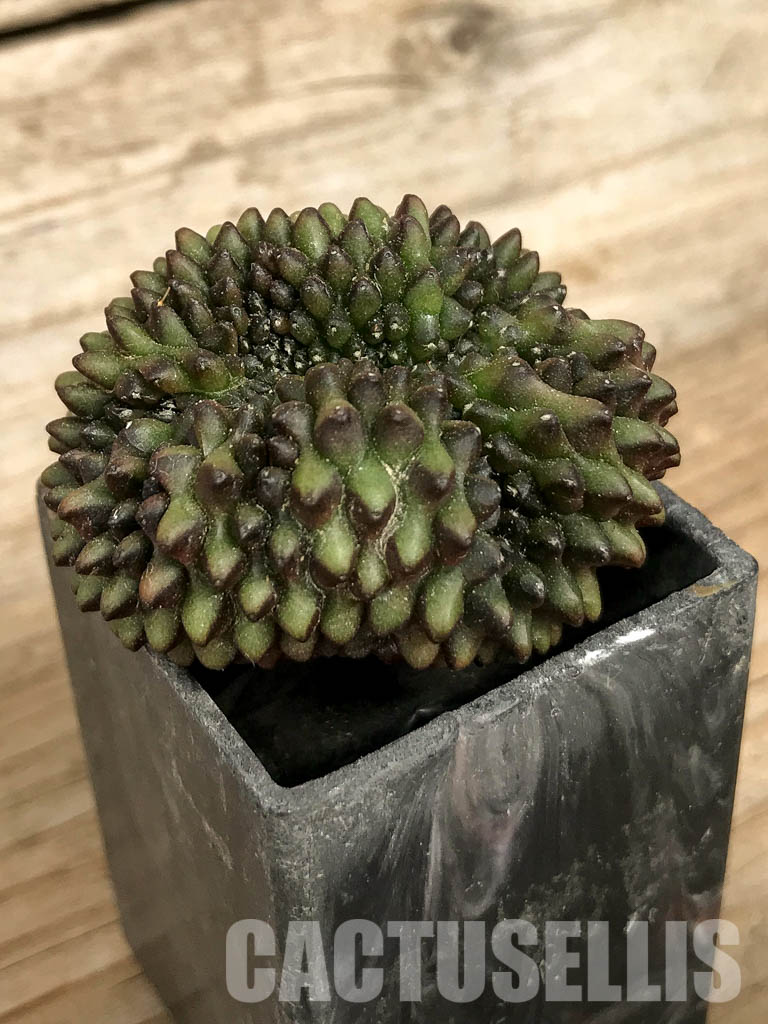 SH7010 Gymnocalycium hybrid ‘inermis’ f. cristata - immagine 2