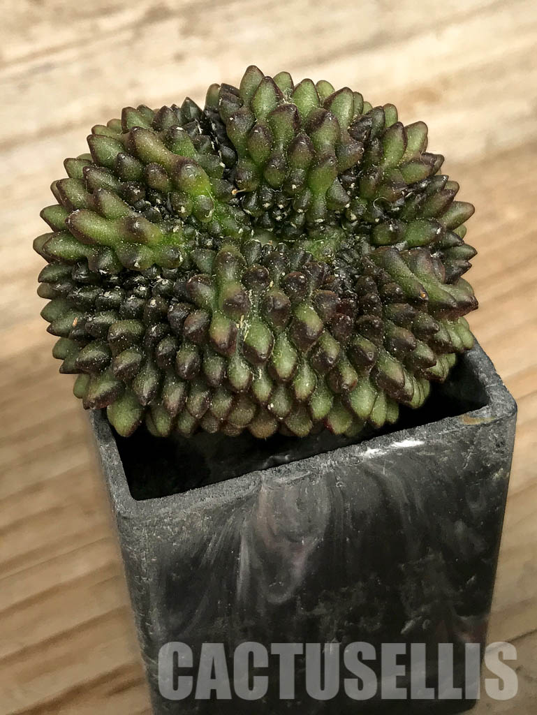 SH7010 Gymnocalycium hybrid ‘inermis’ f. cristata - immagine 3