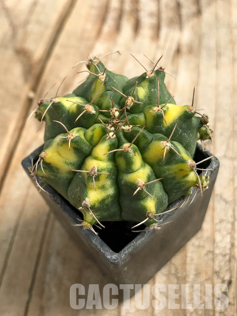 SH7013 Gymnocalycium mihanovichii hybrid f. variegated