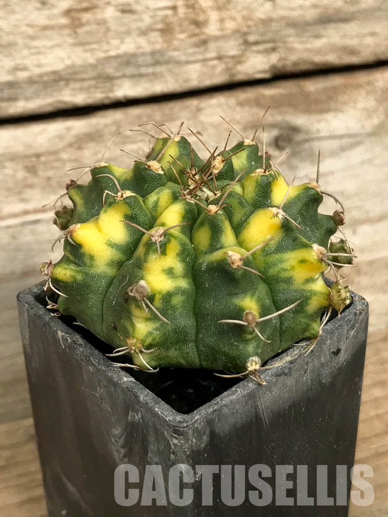SH7013 Gymnocalycium mihanovichii hybrid f. variegated - Зображення 2