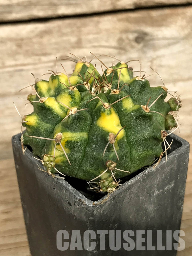 SH7013 Gymnocalycium mihanovichii hybrid f. variegated - Зображення 3