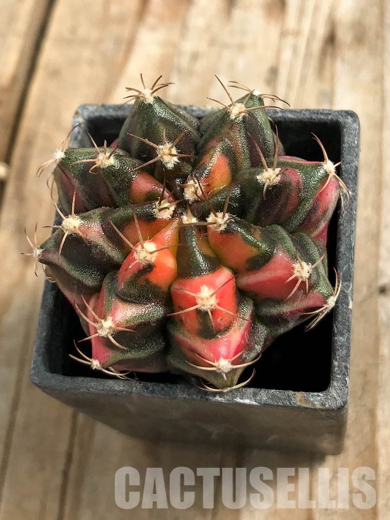 SH7015 Gymnocalycium mihanovichii hybrid f. variegated - Image 2