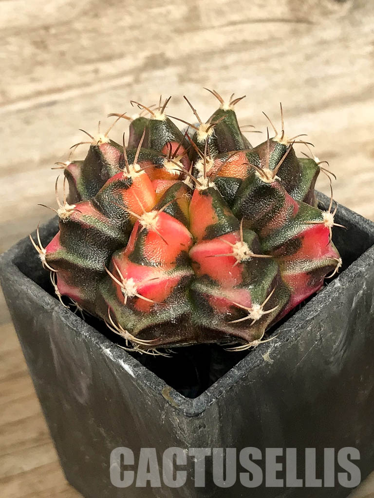 SH7015 Gymnocalycium mihanovichii hybrid f. variegated