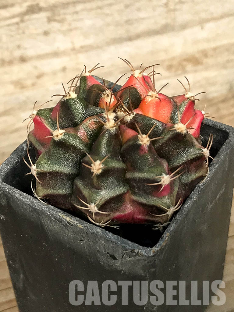 SH7015 Gymnocalycium mihanovichii hybrid f. variegated - Image 3