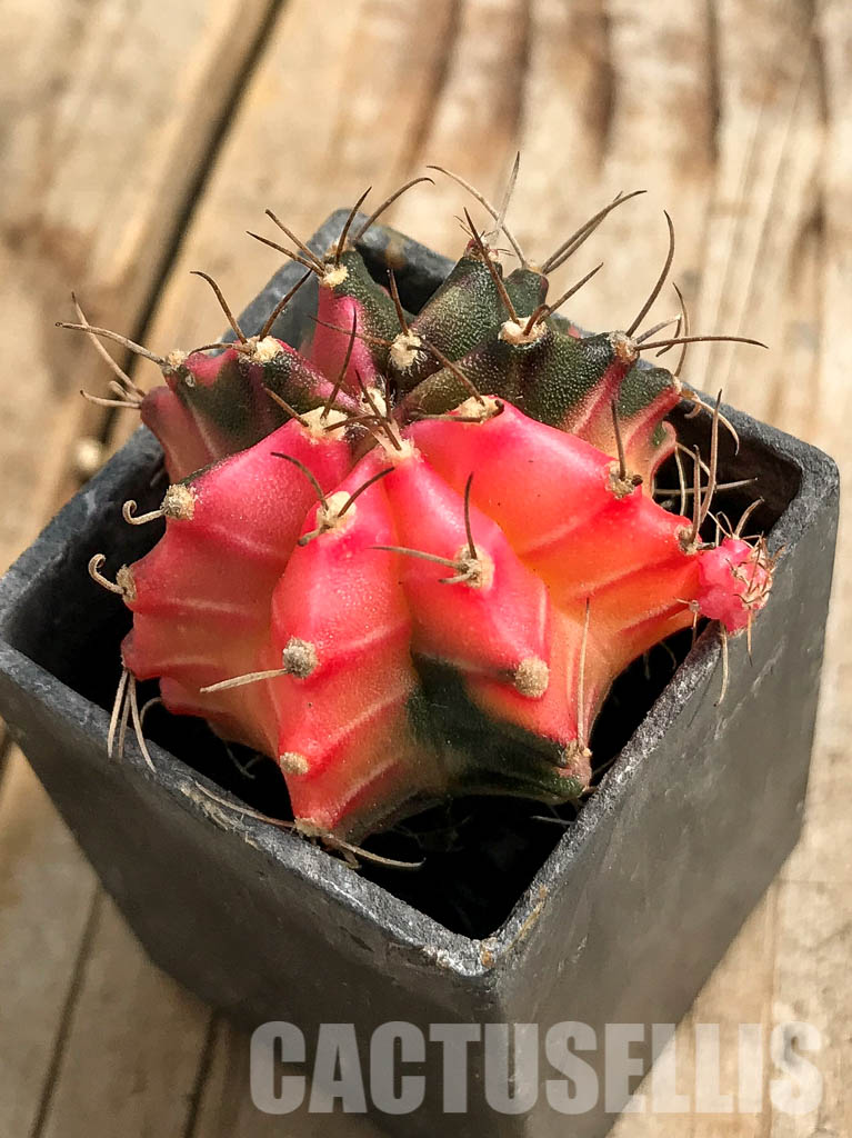 SH7016 Gymnocalycium mihanovichii hybrid f. variegated