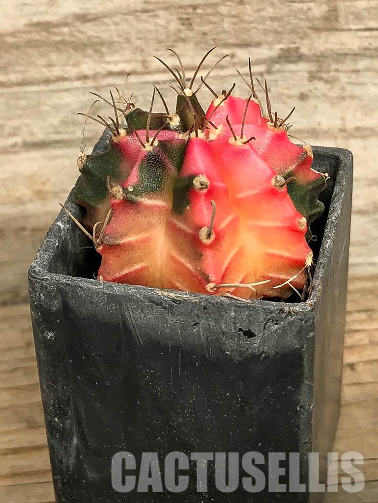 SH7016 Gymnocalycium mihanovichii hybrid f. variegated - Image 2