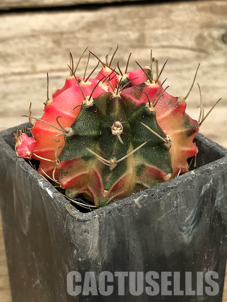 SH7016 Gymnocalycium mihanovichii hybrid f. variegated - Image 3