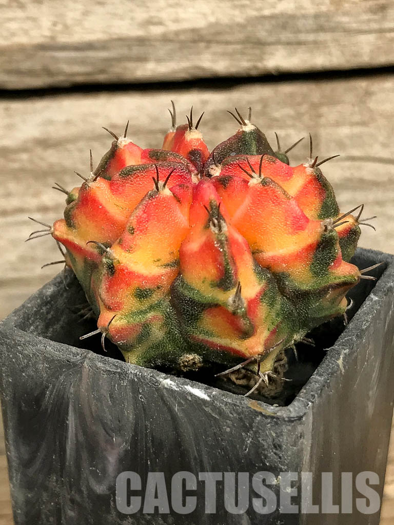 SH7020 Gymnocalycium mihanovichii hybrid f. variegated - Image 3