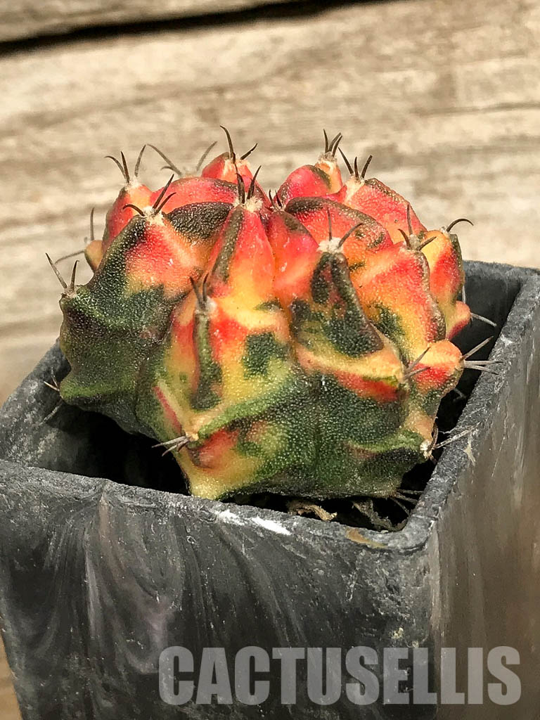 SH7020 Gymnocalycium mihanovichii hybrid f. variegated - Image 2