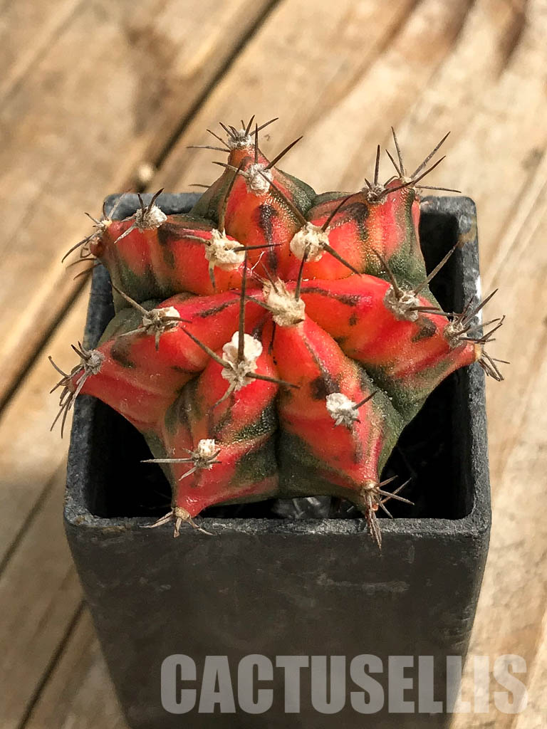 SH7021 Gymnocalycium mihanovichii hybrid f. variegated