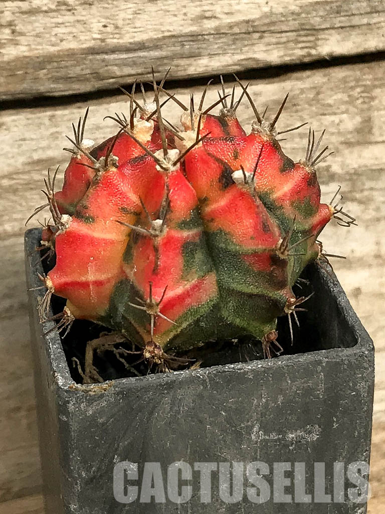 SH7021 Gymnocalycium mihanovichii hybrid f. variegated - Image 2