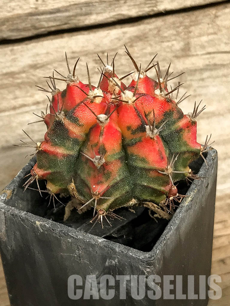 SH7021 Gymnocalycium mihanovichii hybrid f. variegated - Image 3