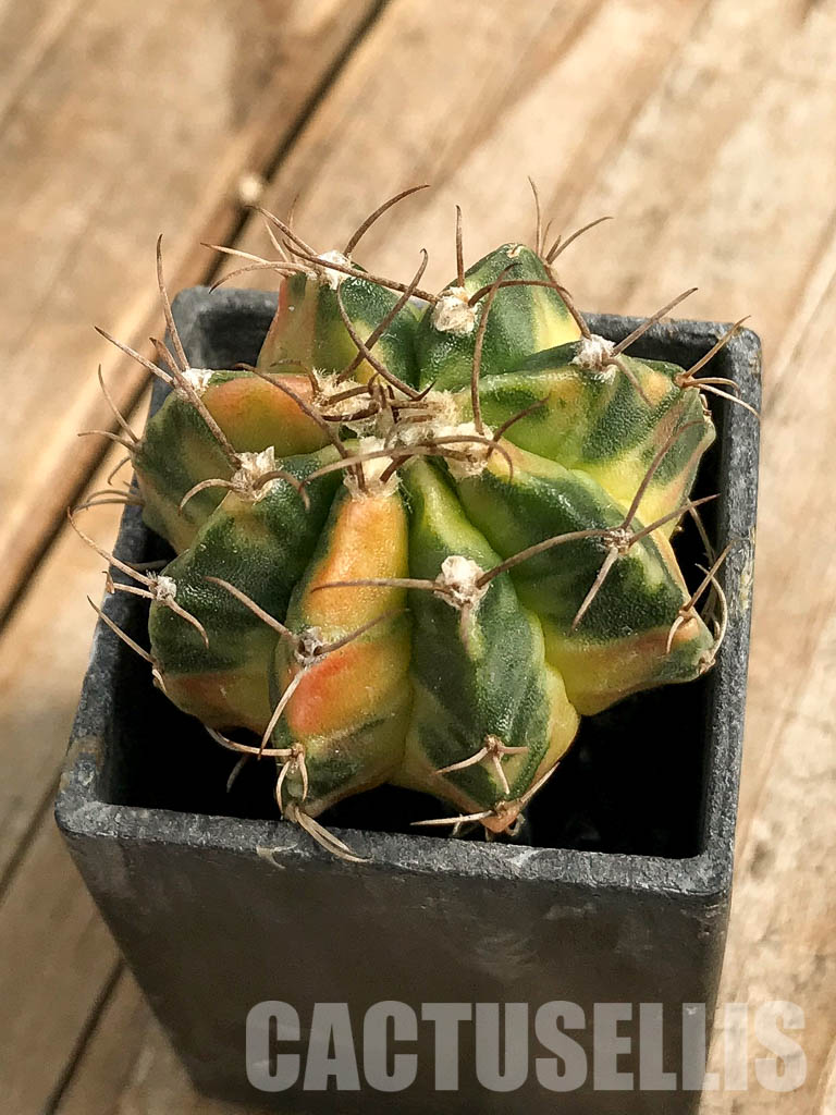 SH7022 Gymnocalycium mihanovichii hybrid f. variegated