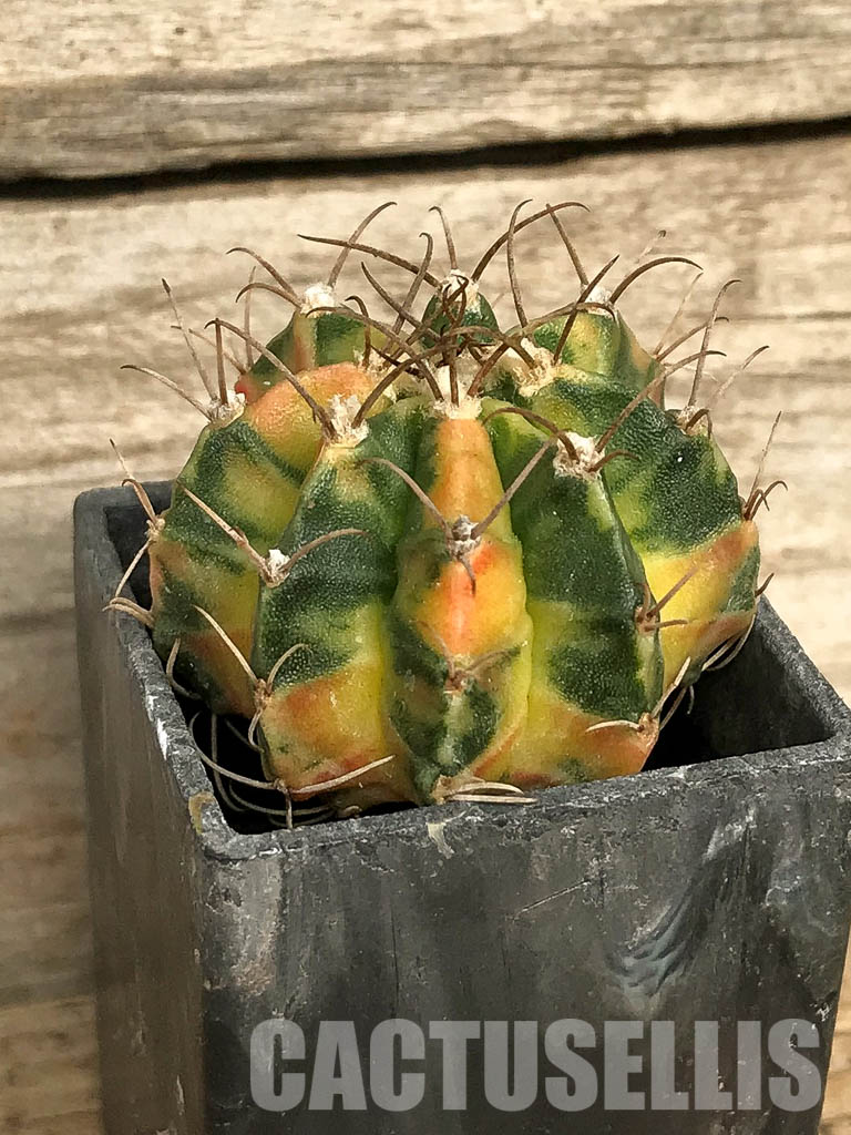 SH7022 Gymnocalycium mihanovichii hybrid f. variegated - immagine 2