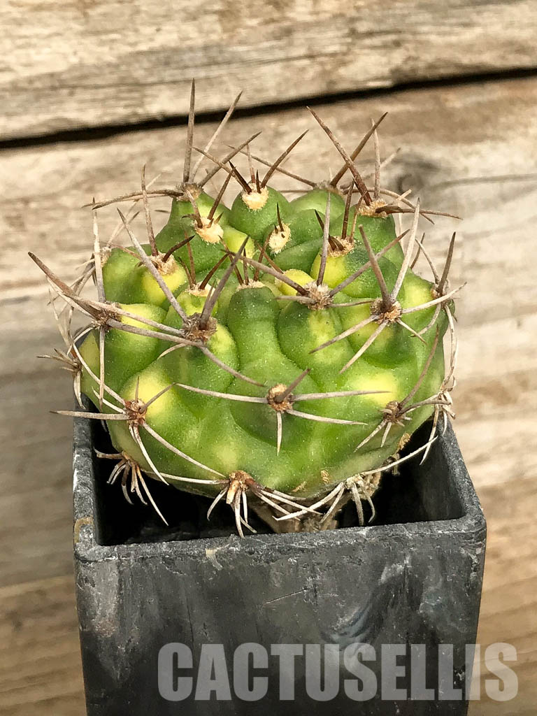 SH7023 Gymnocalycium mihanovichii hybrid f. variegated