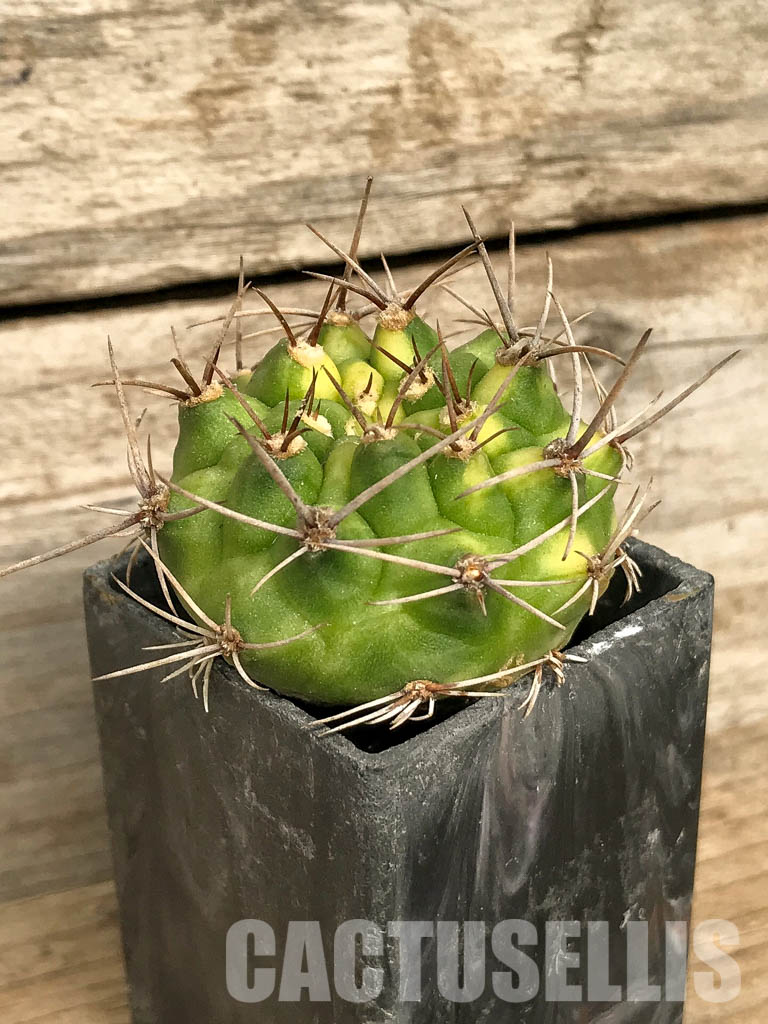 SH7023 Gymnocalycium mihanovichii hybrid f. variegated - Image 3