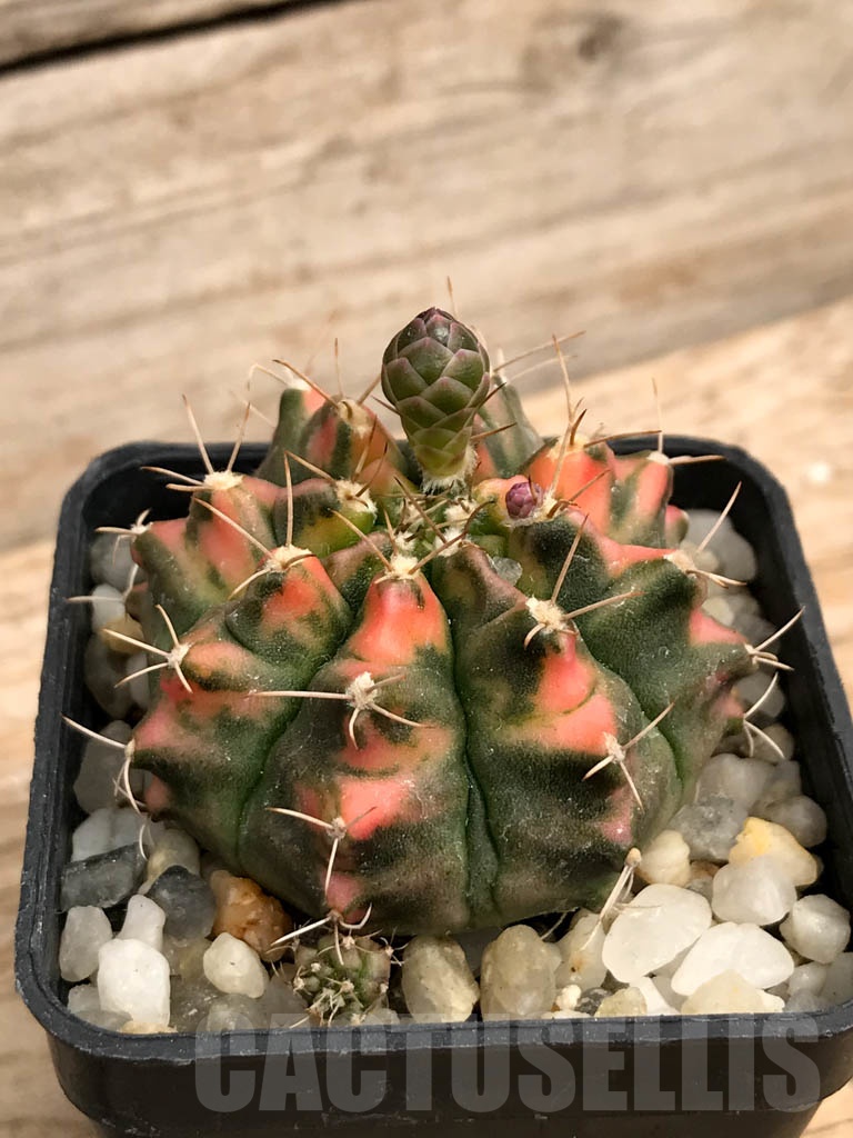 SH7024 Gymnocalycium mihanovichii hybrid f. variegated - Obrázek 2