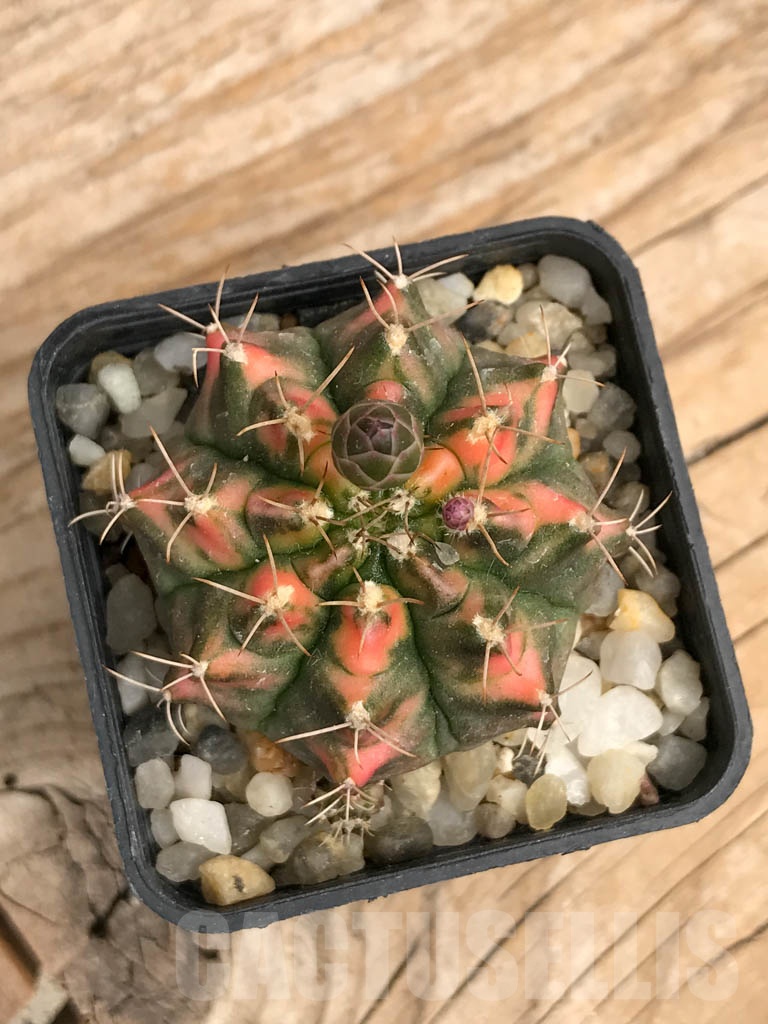 SH7024 Gymnocalycium mihanovichii hybrid f. variegated