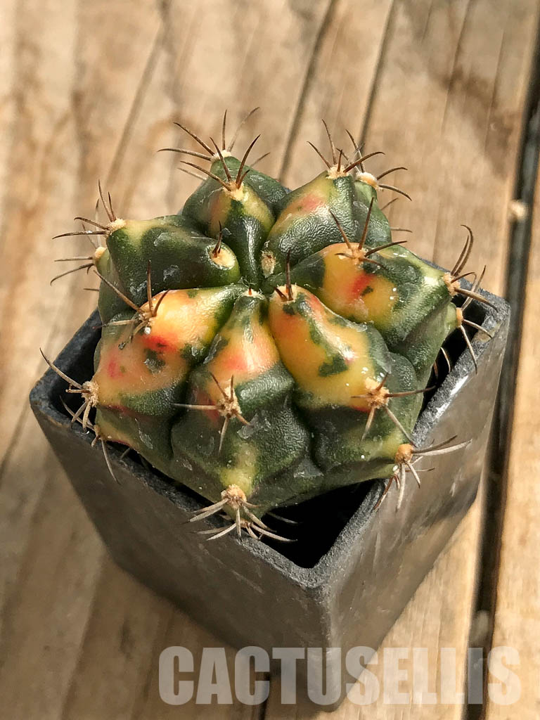 SH7025 Gymnocalycium mihanovichii hybrid f. variegated
