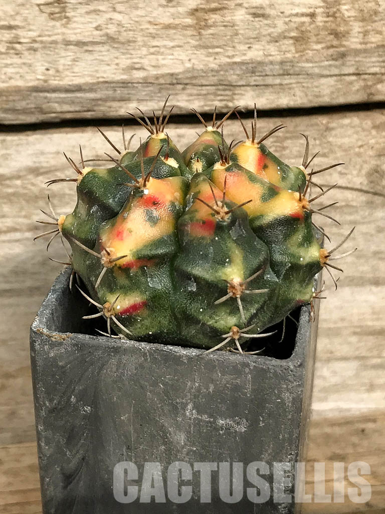 SH7025 Gymnocalycium mihanovichii hybrid f. variegated - Image 2