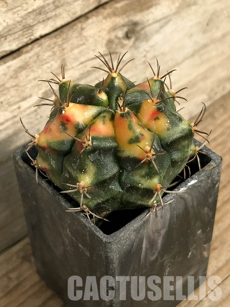 SH7025 Gymnocalycium mihanovichii hybrid f. variegated - Image 3