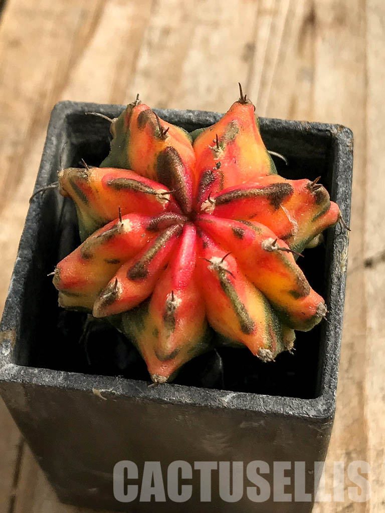 SH7026 Gymnocalycium mihanovichii hybrid f. variegated