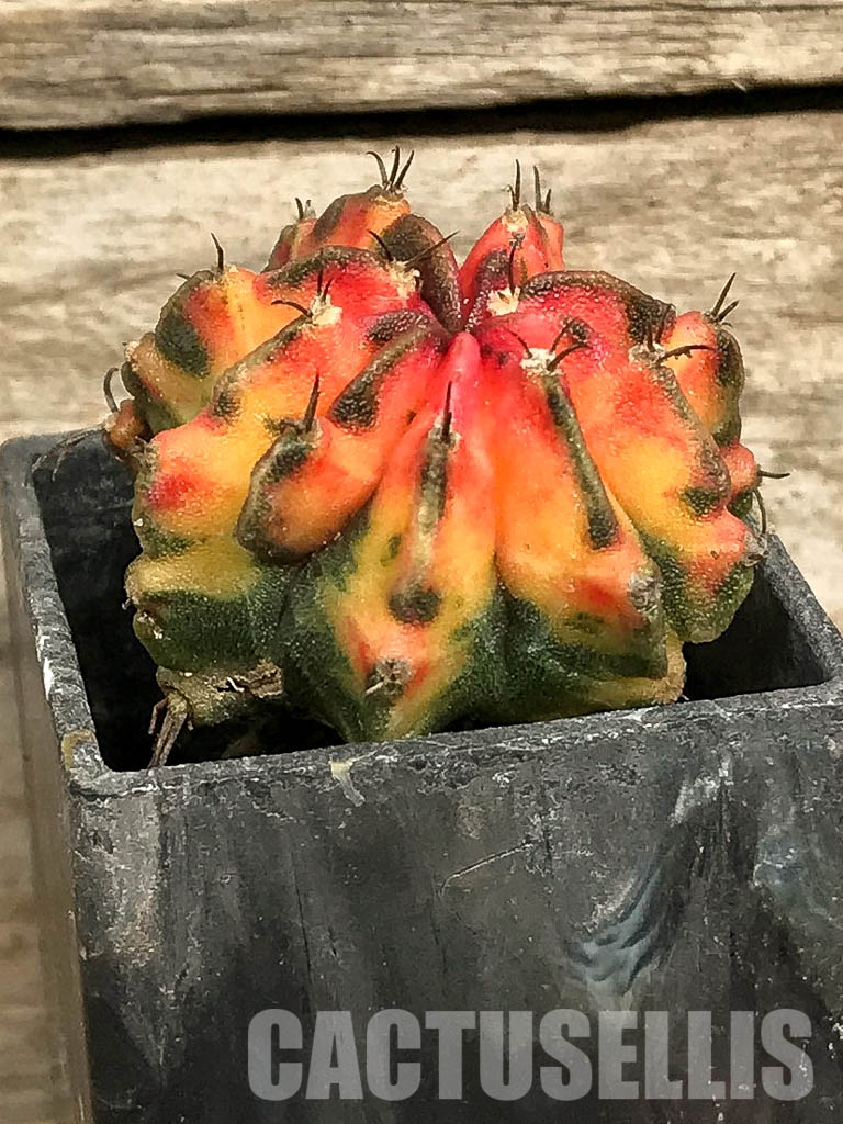 SH7026 Gymnocalycium mihanovichii hybrid f. variegated - immagine 2