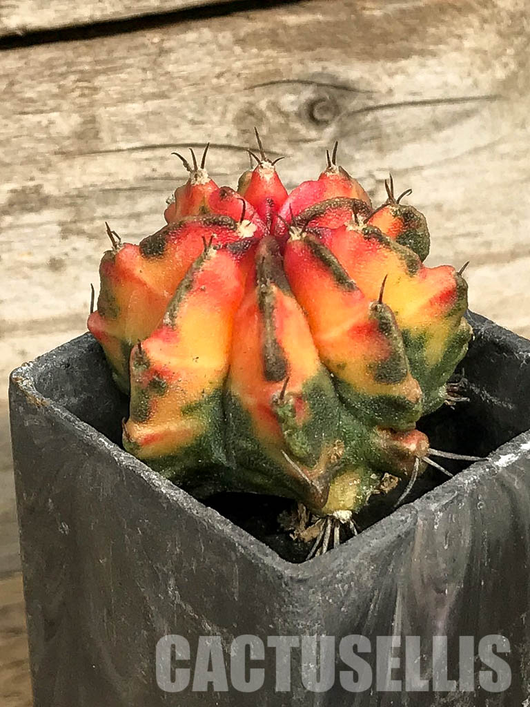 SH7026 Gymnocalycium mihanovichii hybrid f. variegated - immagine 3