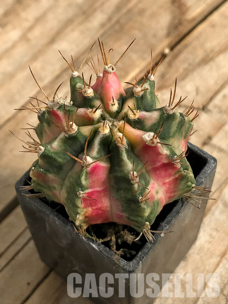 SH7027 Gymnocalycium mihanovichii 'Pink Diamond'