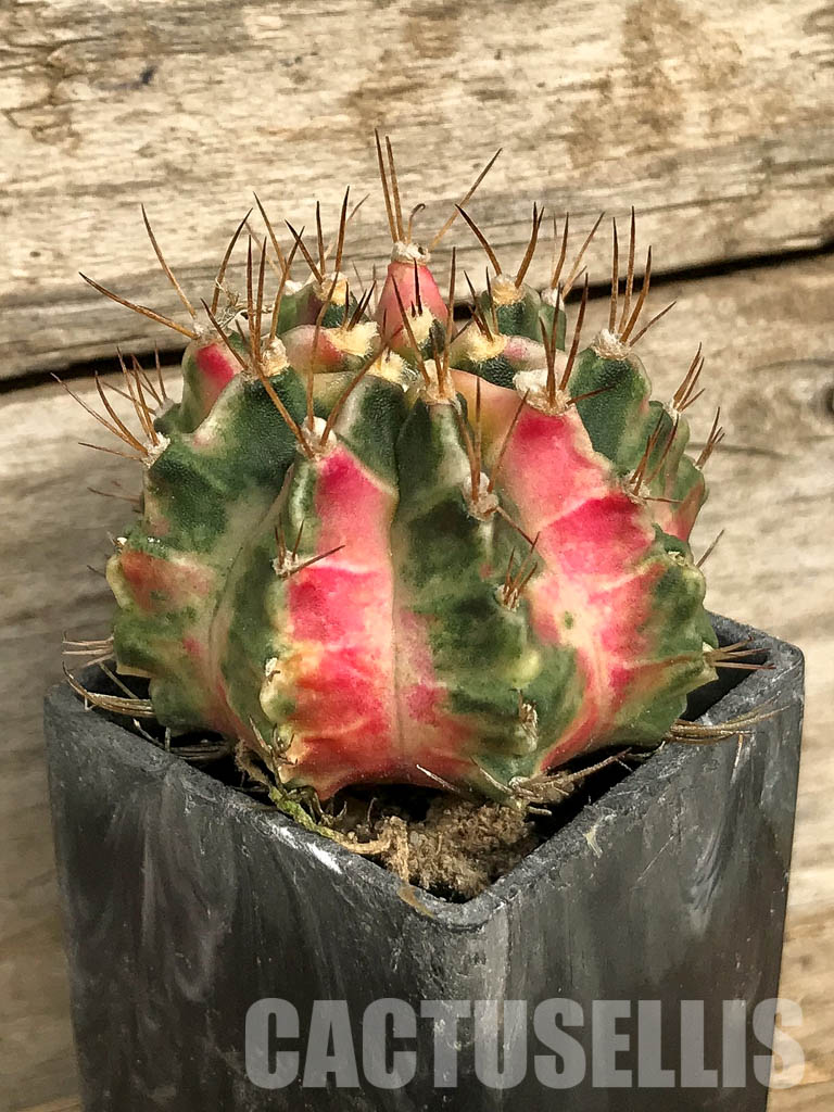 SH7027 Gymnocalycium mihanovichii 'Pink Diamond' – Image 2