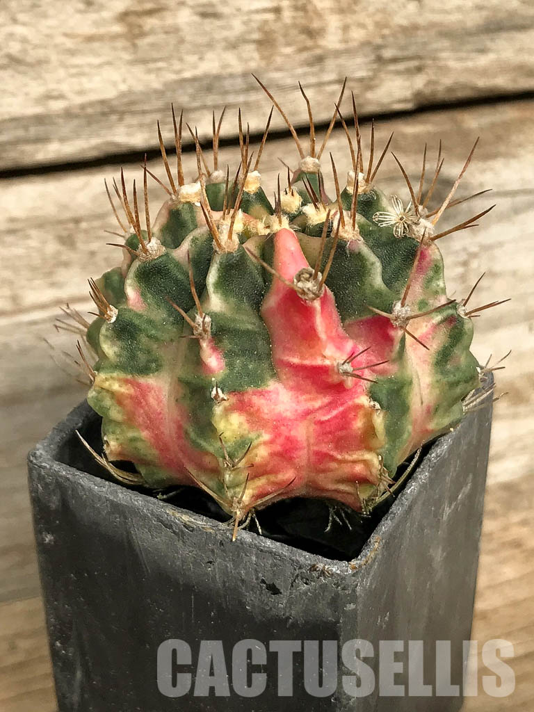 SH7027 Gymnocalycium mihanovichii 'Pink Diamond' – Image 3