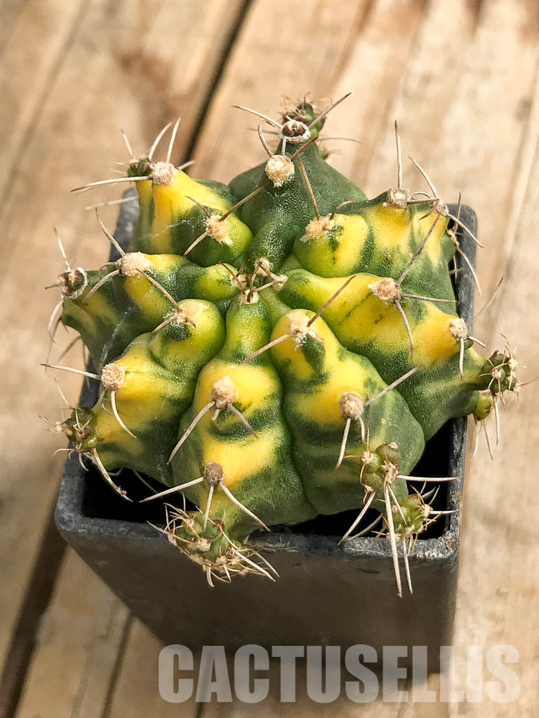 SH7028 Gymnocalycium mihanovichii hybrid f. variegated