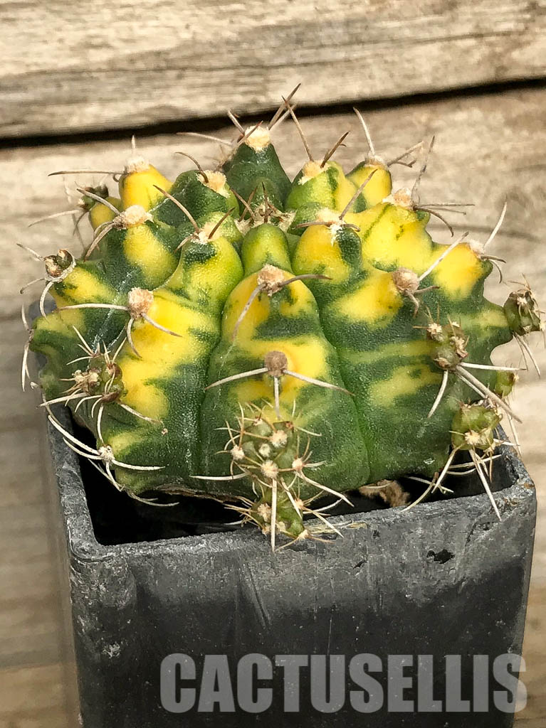 SH7028 Gymnocalycium mihanovichii hybrid f. variegated - Imagen 2