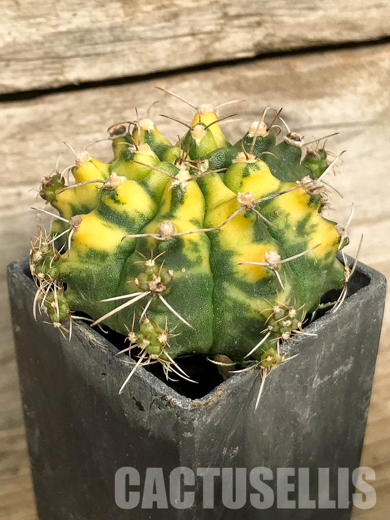 SH7028 Gymnocalycium mihanovichii hybrid f. variegated - Imagen 3