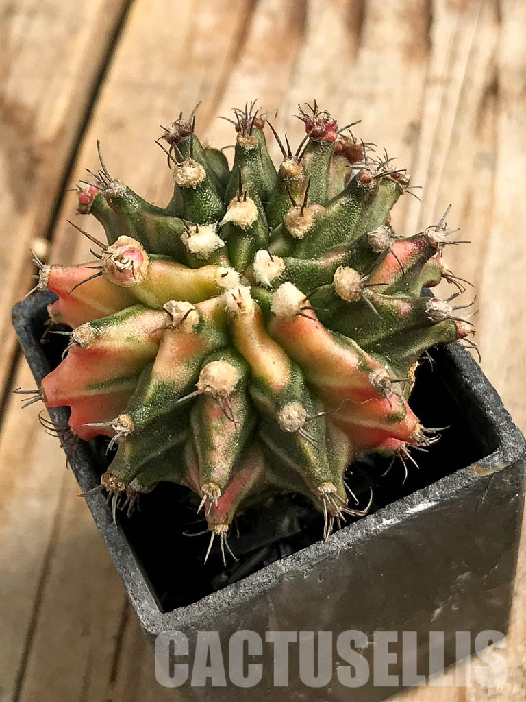 SH7029 Gymnocalycium mihanovichii hybrid f. variegated
