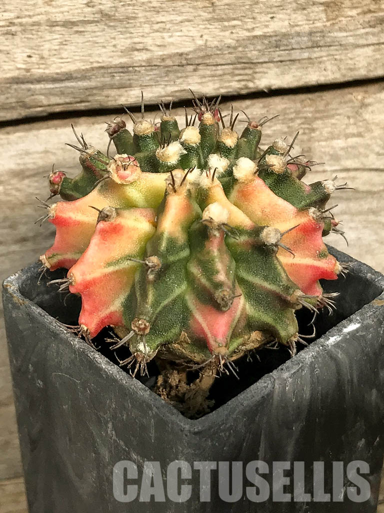 SH7029 Gymnocalycium mihanovichii hybrid f. variegated - Obrázek 2