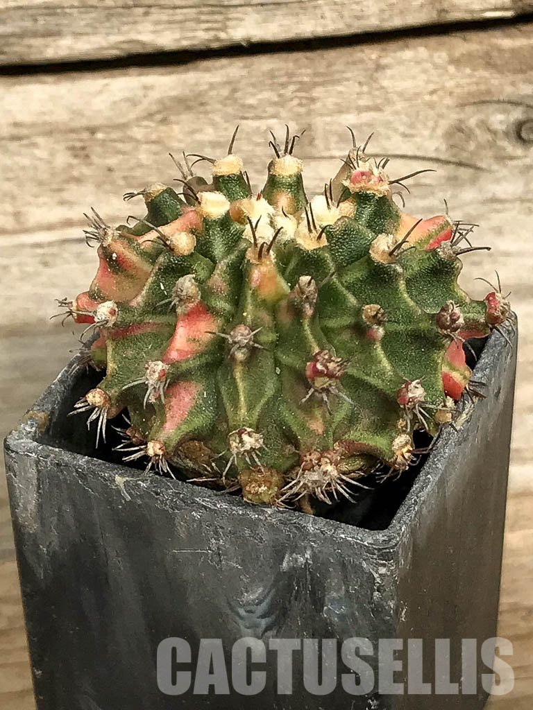 SH7029 Gymnocalycium mihanovichii hybrid f. variegated - Obrázek 3